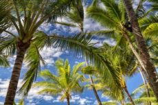 Brilliant Palms